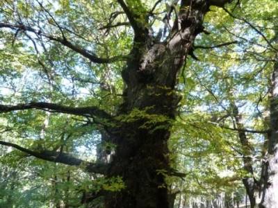 El Castañar de El Tiemblo , Un bosque mágico;asociaciones de senderismo en madrid